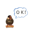 文鳥のうめっち2（個別スタンプ：8）