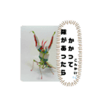 ハリガネ シゲ 3（個別スタンプ：7）