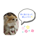 チャロわん2（個別スタンプ：1）