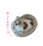 チャロわん2（個別スタンプ：3）