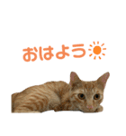 ねこにゃんにゃん452398751969（個別スタンプ：1）