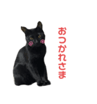 ねこにゃんにゃん452398751969（個別スタンプ：2）