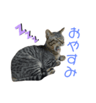 ねこにゃんにゃん452398751969（個別スタンプ：3）