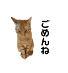 ねこにゃんにゃん452398751969（個別スタンプ：4）
