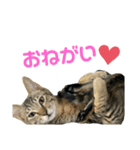 ねこにゃんにゃん452398751969（個別スタンプ：5）