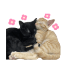 ねこにゃんにゃん452398751969（個別スタンプ：7）
