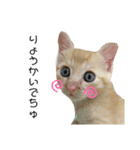 ねこにゃんにゃん452398751969（個別スタンプ：8）