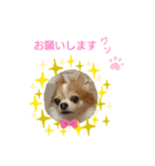 チャロわん（個別スタンプ：2）