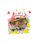 チャロわん（個別スタンプ：4）