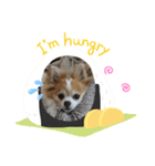チャロわん（個別スタンプ：5）