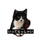 ムクさん（個別スタンプ：2）