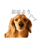 佐々木家のモモちゃん（個別スタンプ：2）