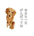 佐々木家のモモちゃん（個別スタンプ：4）