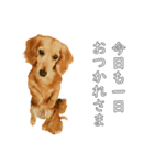 佐々木家のモモちゃん（個別スタンプ：5）