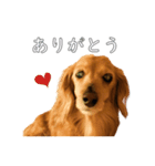 佐々木家のモモちゃん（個別スタンプ：8）