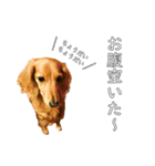 佐々木家のモモちゃん（個別スタンプ：11）