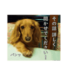 佐々木家のモモちゃん（個別スタンプ：14）
