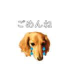 佐々木家のモモちゃん（個別スタンプ：15）