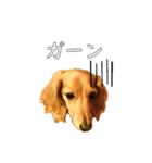 佐々木家のモモちゃん（個別スタンプ：16）