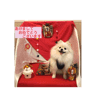 白ポメみみちゃんのスタンプ2（個別スタンプ：1）