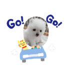 白ポメみみちゃんのスタンプ2（個別スタンプ：5）