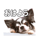 チワワのれむ〜普段使い＆敬語〜（個別スタンプ：1）