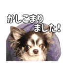 チワワのれむ〜普段使い＆敬語〜（個別スタンプ：4）