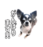 チワワのれむ〜普段使い＆敬語〜（個別スタンプ：11）