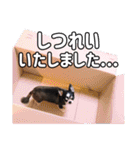 チワワのれむ〜普段使い＆敬語〜（個別スタンプ：16）