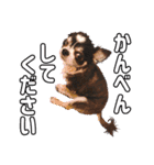 チワワのれむ〜普段使い＆敬語〜（個別スタンプ：24）