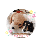coco毎日スタンプ☆ミニチュアダックス（個別スタンプ：7）