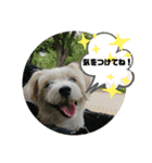 CIMA＆マロン2（個別スタンプ：1）