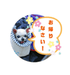 CIMA＆マロン2（個別スタンプ：2）