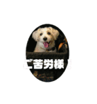 CIMA＆マロン2（個別スタンプ：5）