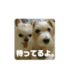 CIMA＆マロン2（個別スタンプ：8）
