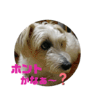 CIMA＆マロン2（個別スタンプ：13）