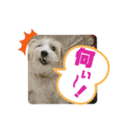 CIMA＆マロン2（個別スタンプ：19）