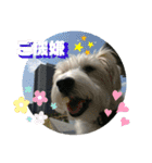 CIMA＆マロン2（個別スタンプ：23）
