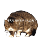 三原の飼ってる猫（個別スタンプ：1）