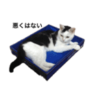 三原の飼ってる猫（個別スタンプ：2）