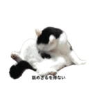 三原の飼ってる猫（個別スタンプ：5）