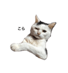 三原の飼ってる猫（個別スタンプ：6）