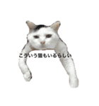 三原の飼ってる猫（個別スタンプ：7）