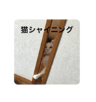 三原の飼ってる猫（個別スタンプ：8）