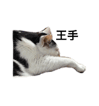 三原の飼ってる猫（個別スタンプ：9）