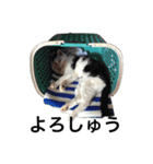 三原の飼ってる猫（個別スタンプ：15）