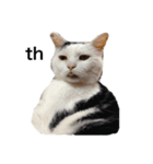 三原の飼ってる猫（個別スタンプ：16）