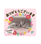 サバとビビのスタンプ①（個別スタンプ：8）