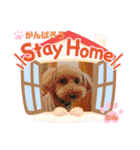 トイプーのげんちゃん（個別スタンプ：1）