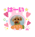 トイプーのげんちゃん（個別スタンプ：8）